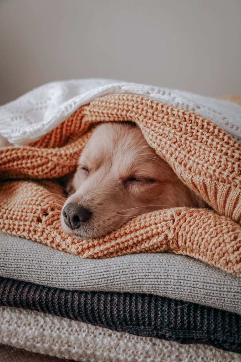 a dog sleeping on a blanket
