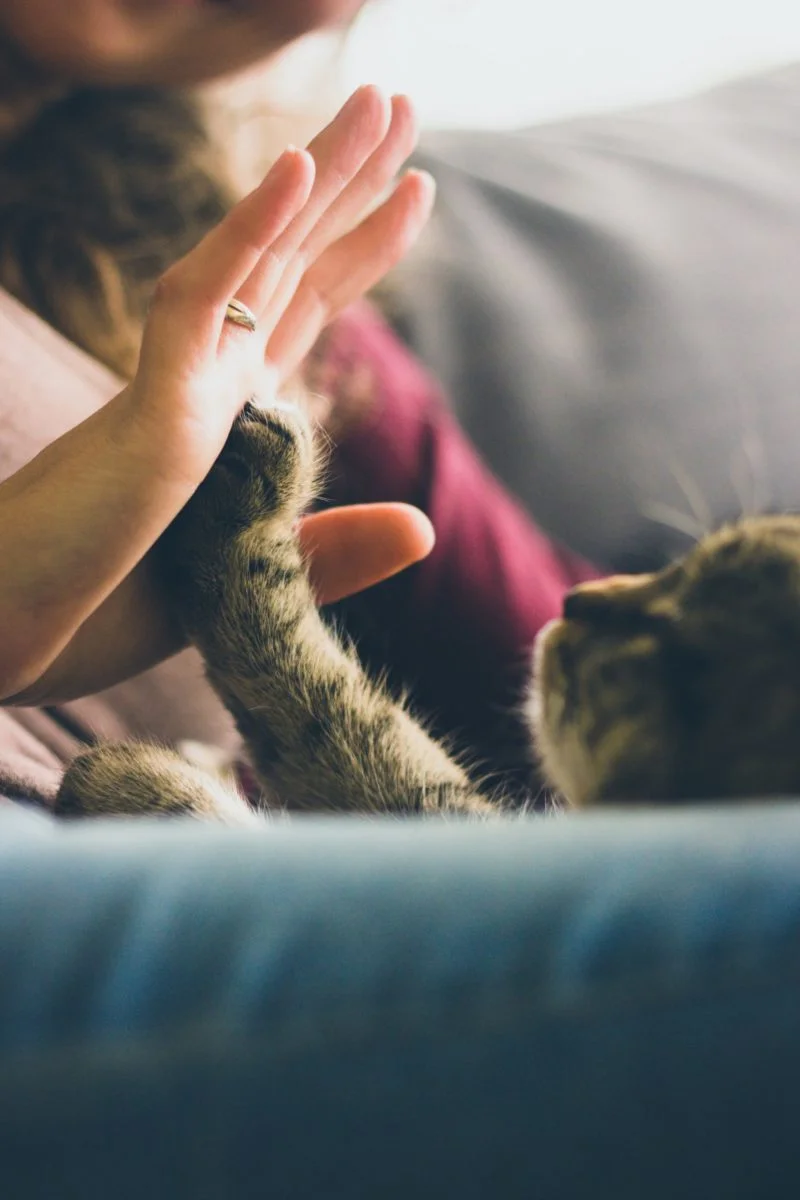 a person holding a cat